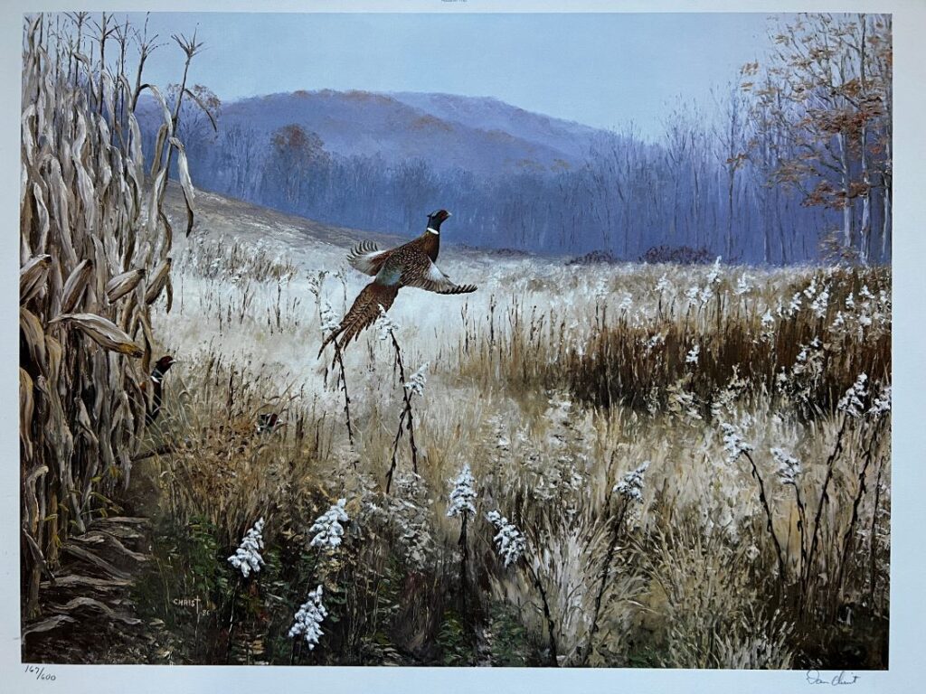 A pheasant flies over a field bordered by cornstalks and bare trees, with a misty, tree-covered hill in the background.